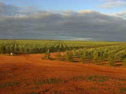 Monini Australian Plantation